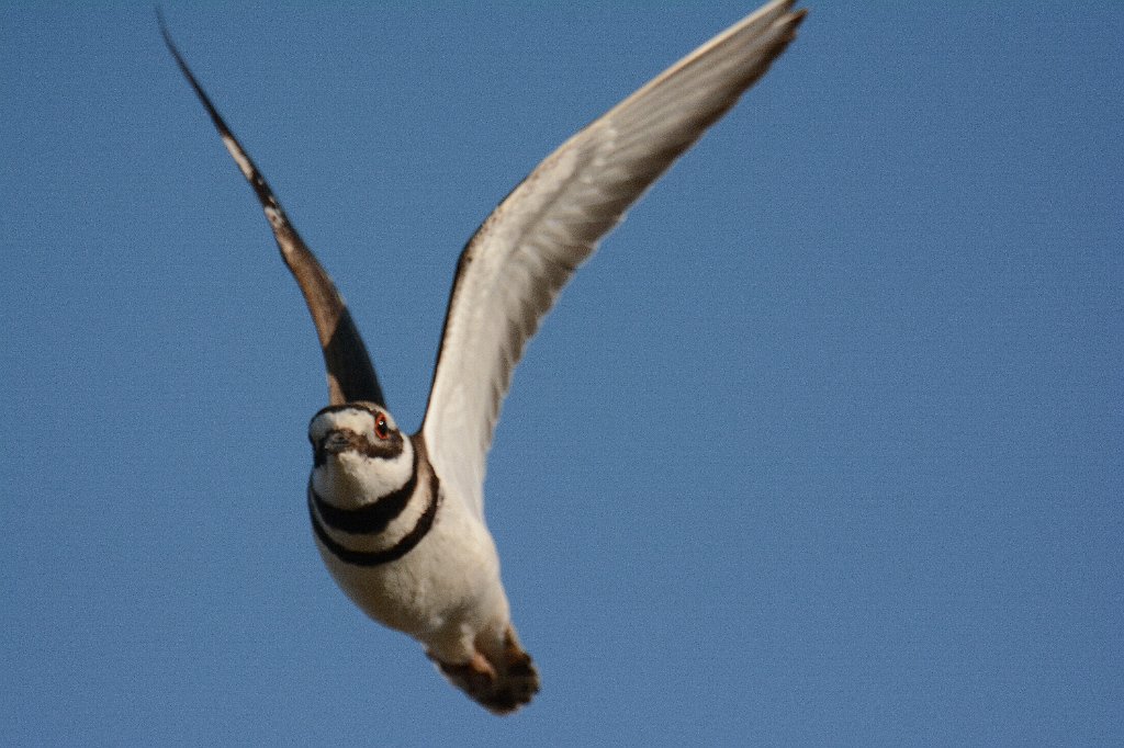 Killdeer, 2014-05184558  Cape May Migratory Bird Refuge, NJ.JPG - Killdeer in flight. Cape May Migratory Bird Refuge, NJ, 5-18-2014